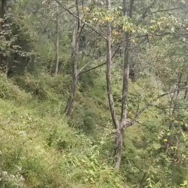 养殖鸡鸭猪牛羊都可以
