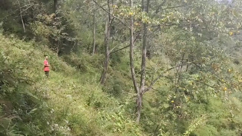养殖鸡鸭猪牛羊都可以