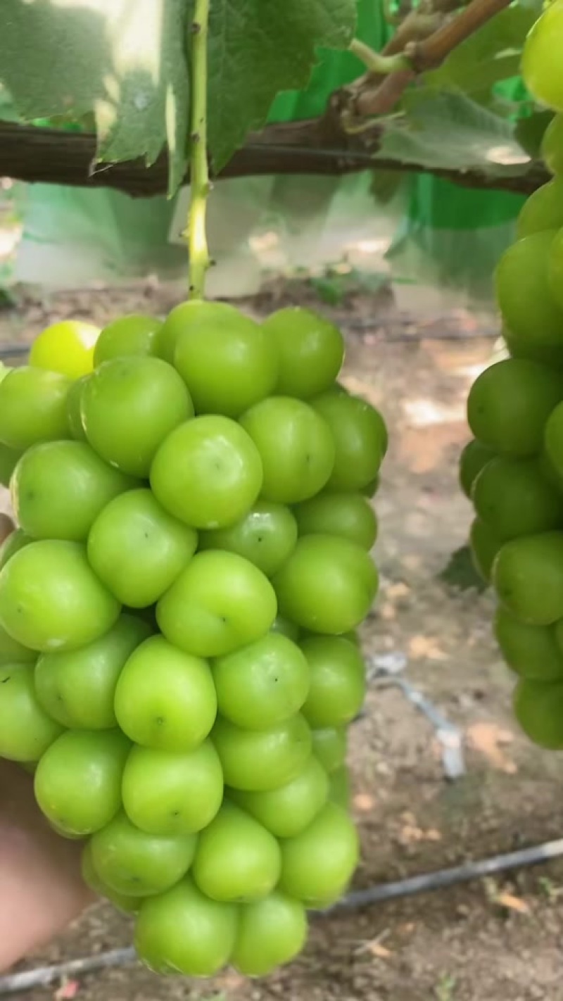 阳光玫瑰