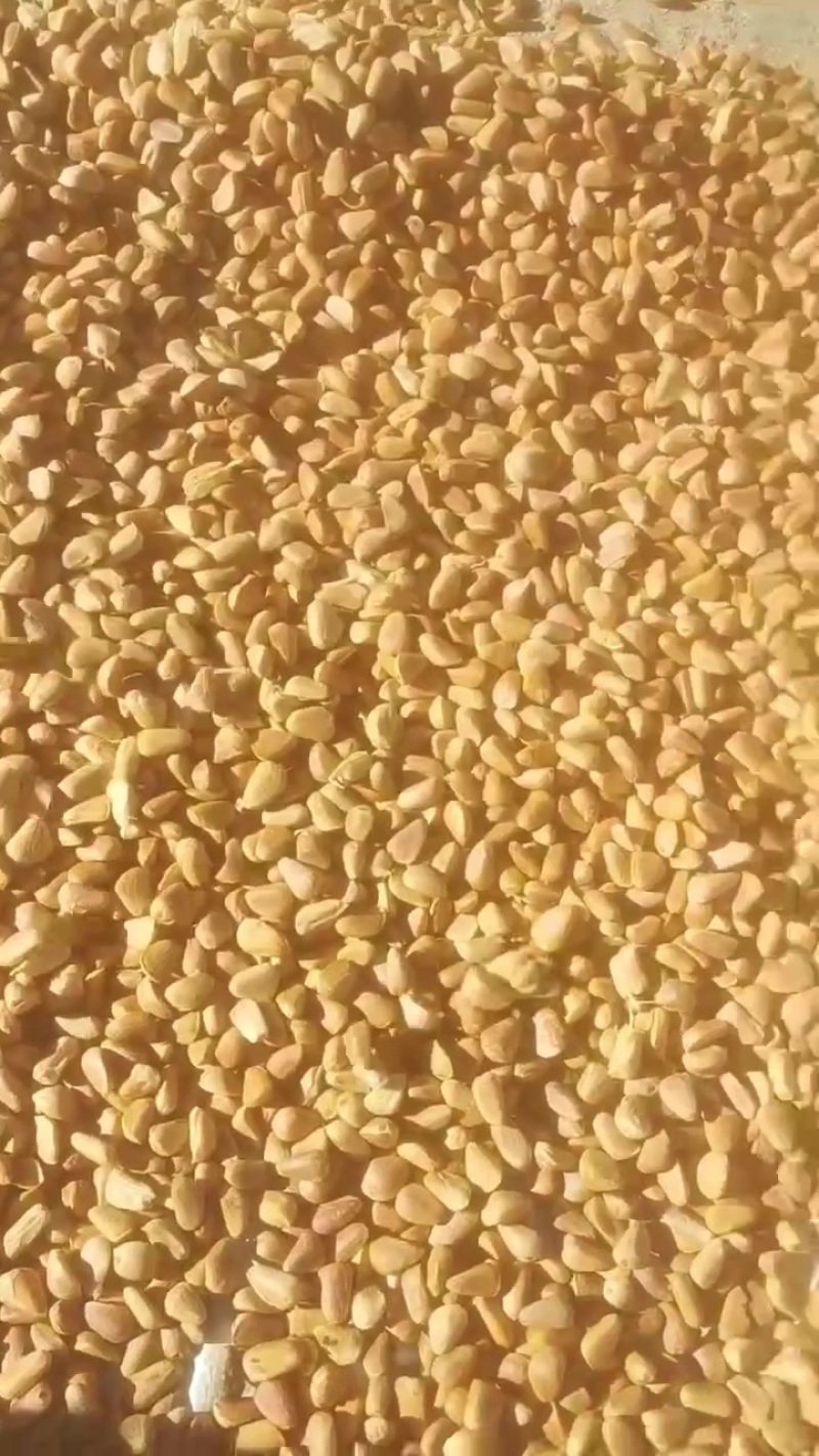 出售松树籽