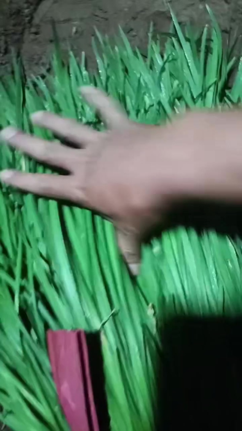平差韭菜大量上市中
