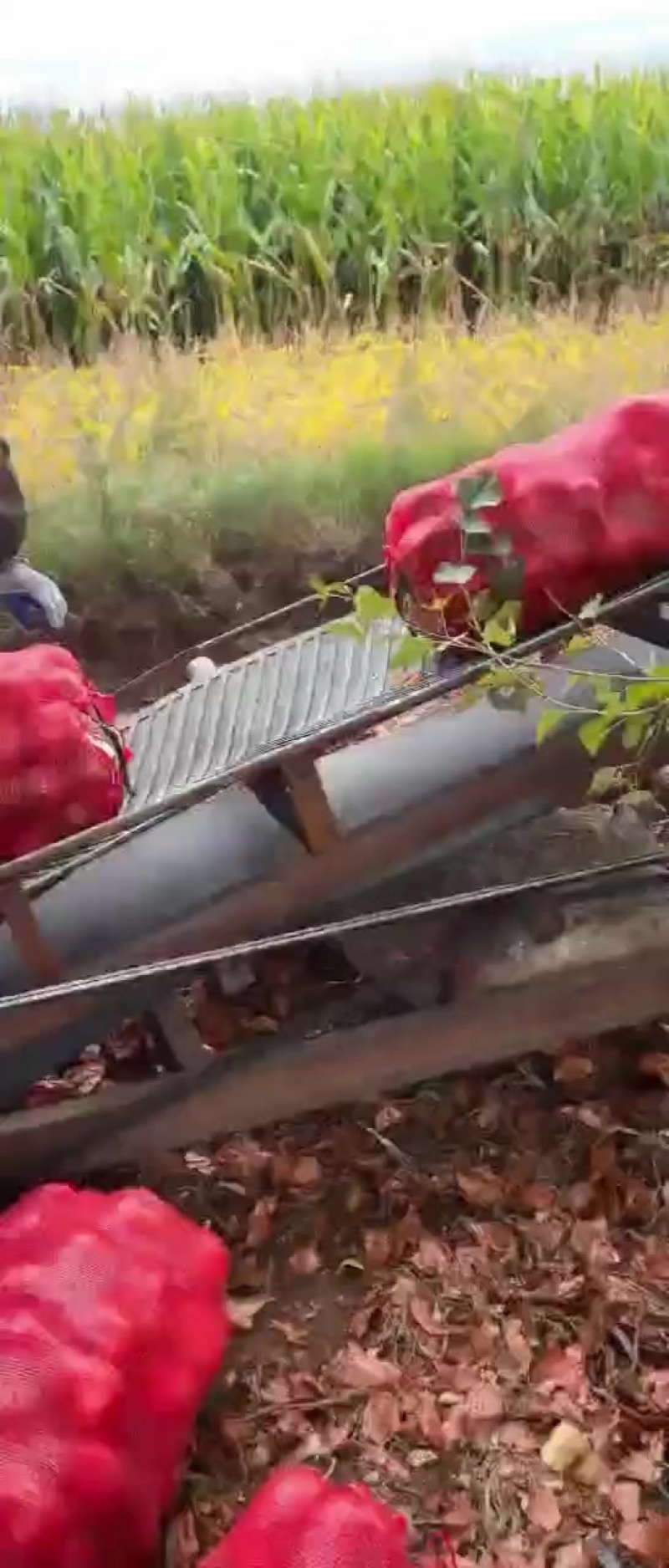 齐齐哈尔精品洋葱
