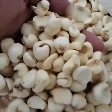 贝母大货，批发，零售，一件代发。