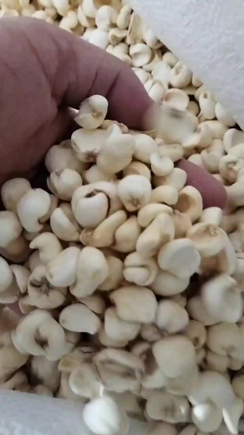 贝母大货，批发，零售，一件代发。