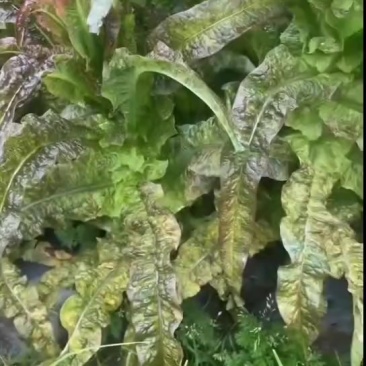 红叶香莴笋