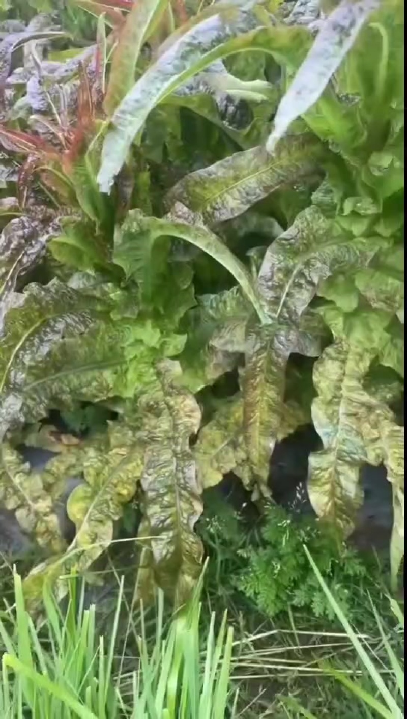红叶香莴笋