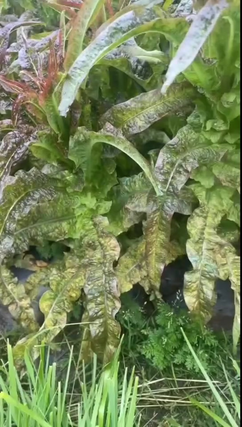 红叶香莴笋