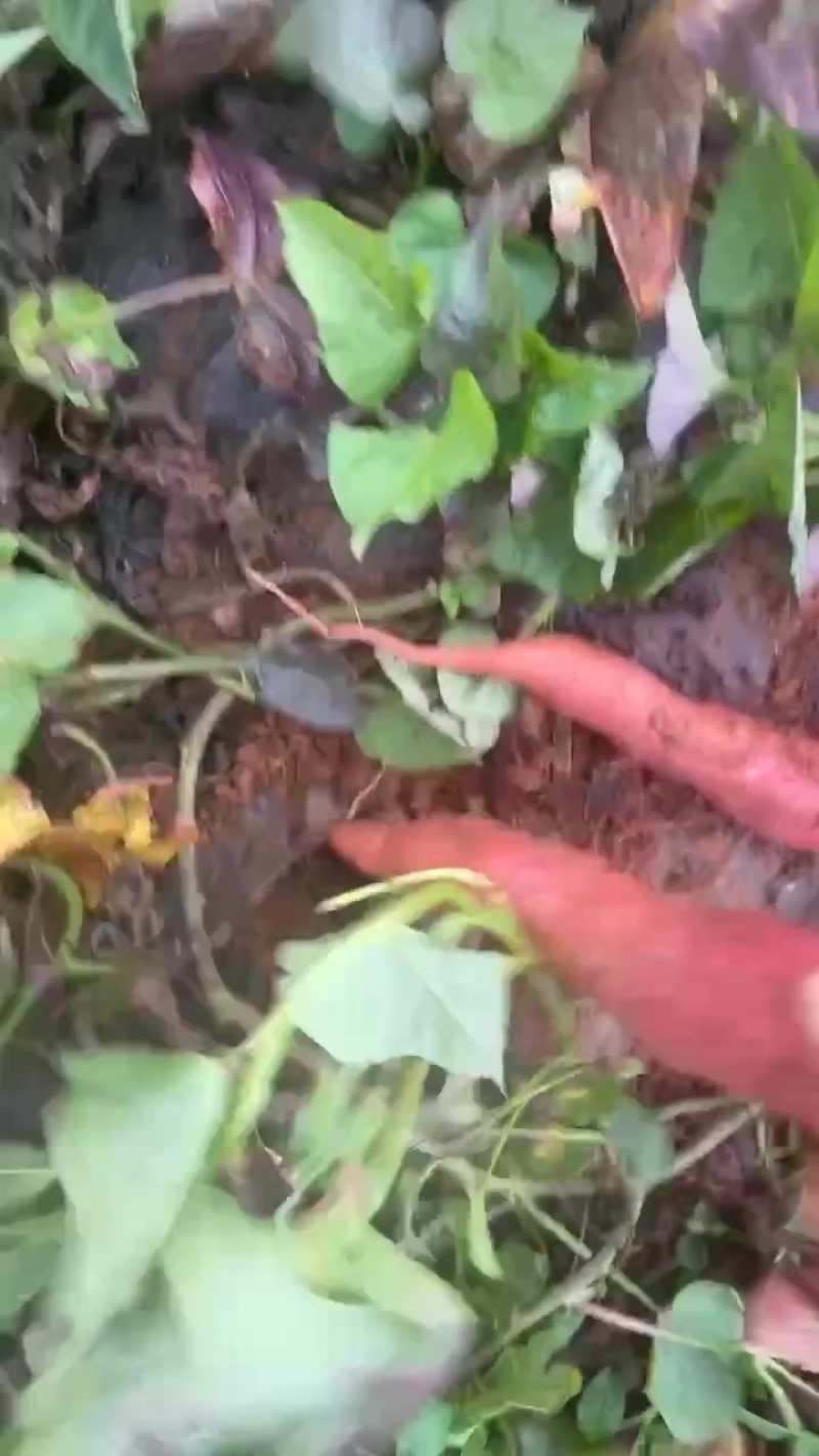 红著（西瓜红）