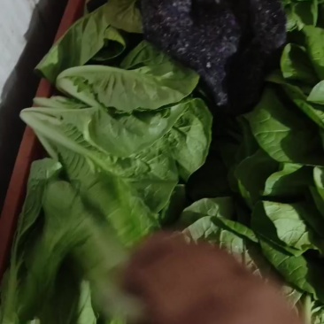 奶油白菜