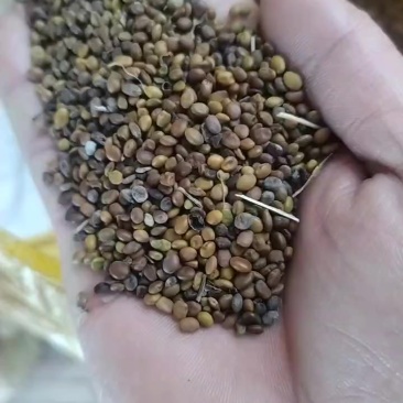 苦豆子