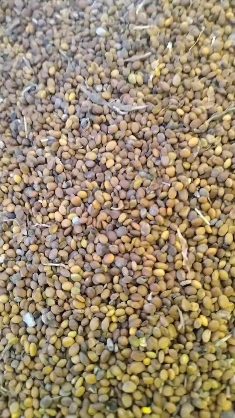 苦豆子
