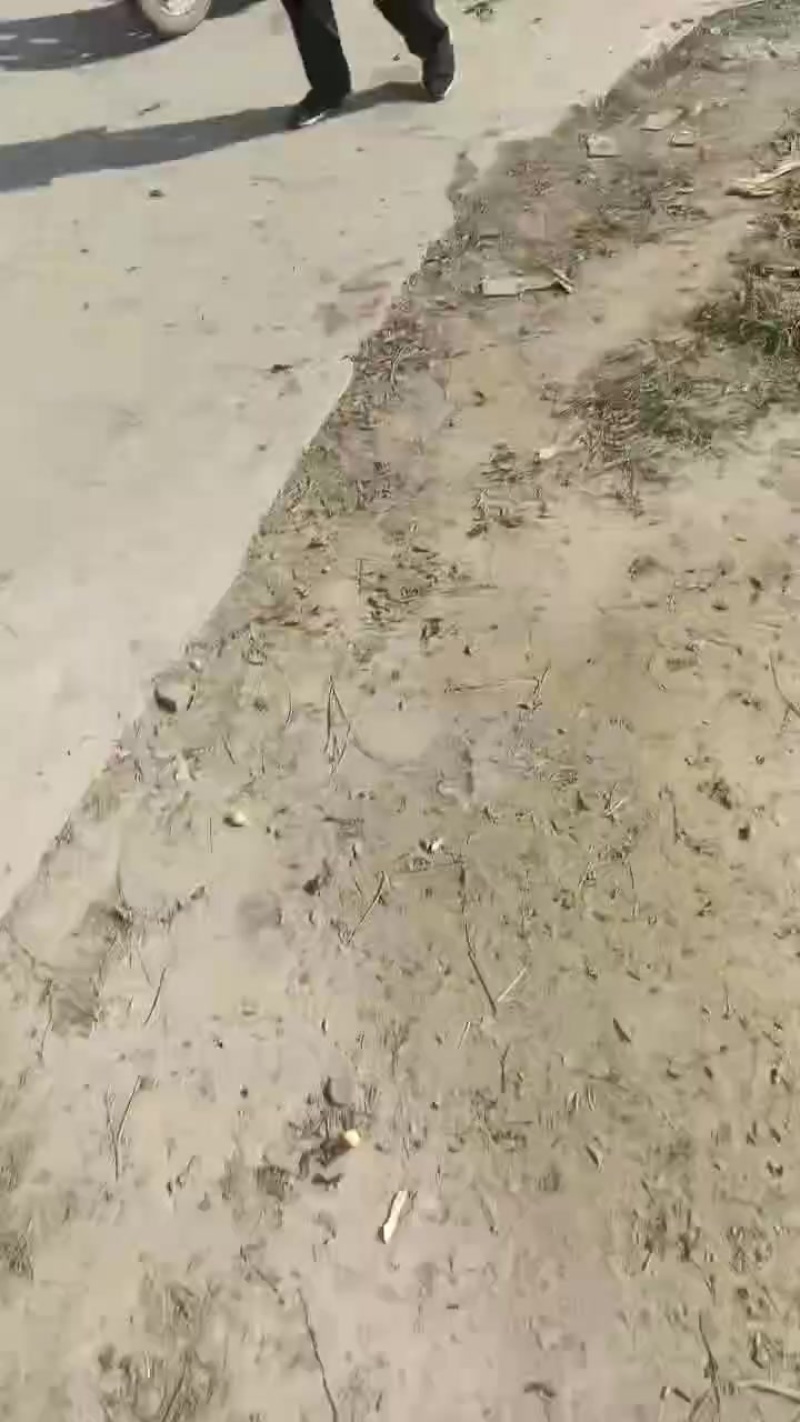 子弹头