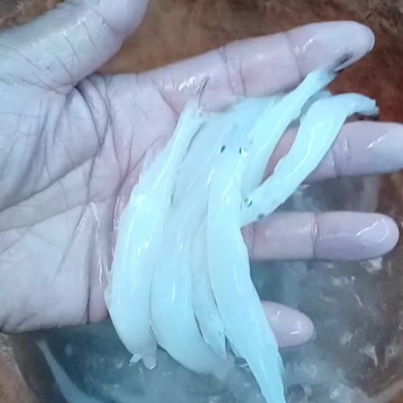 特意留出来做的实验，第三天的质量。依旧嘎嘎的。