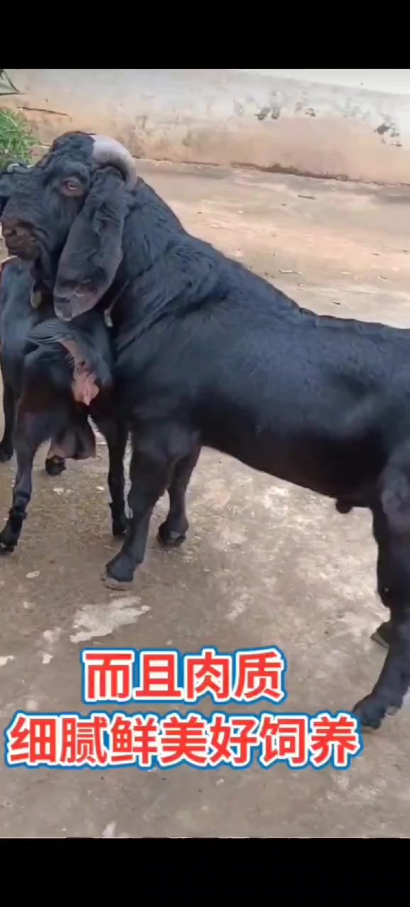 好饲养种公羊