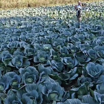 精品包菜