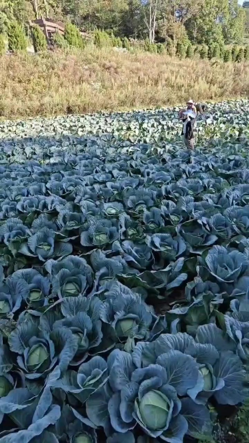 精品包菜