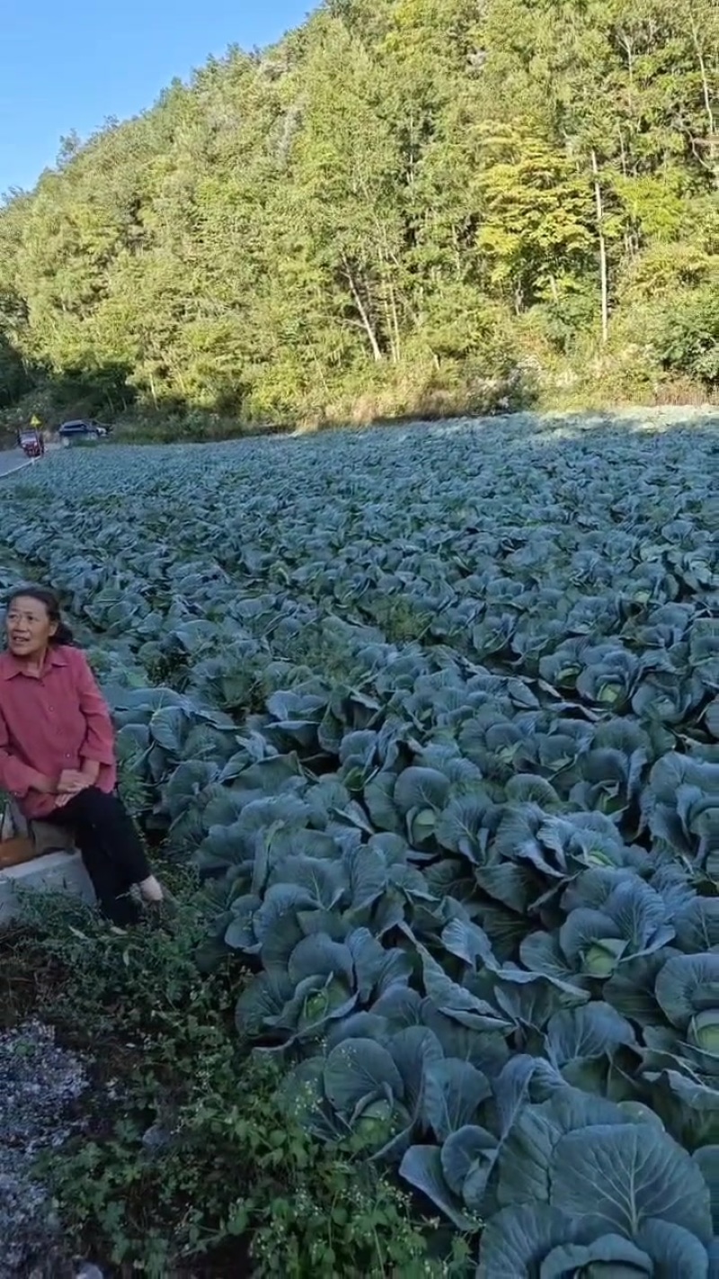 精品包菜