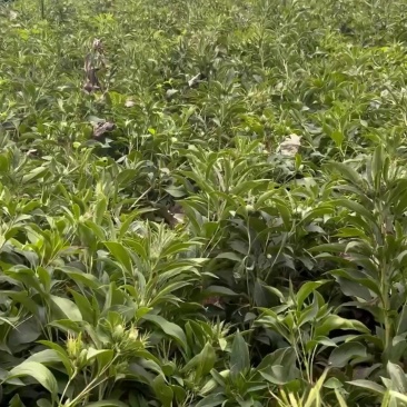 自家基地，常年提供白术苗，技术成熟，成活率高，欢迎采购
