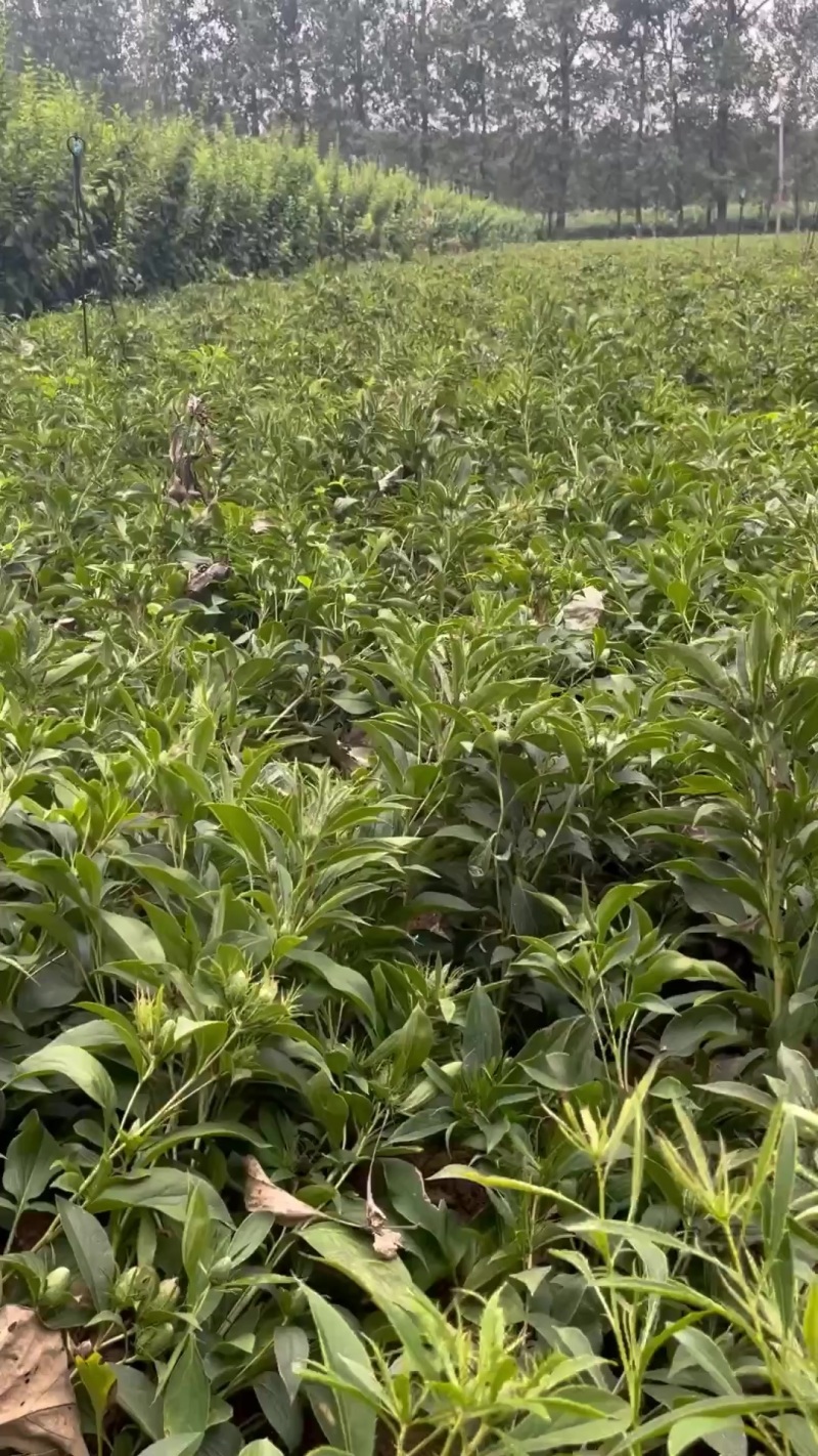 自家基地，常年提供白术苗，技术成熟，成活率高，欢迎采购