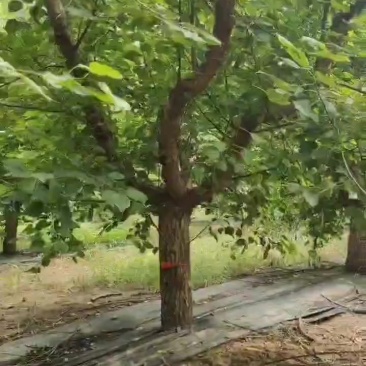 杏树