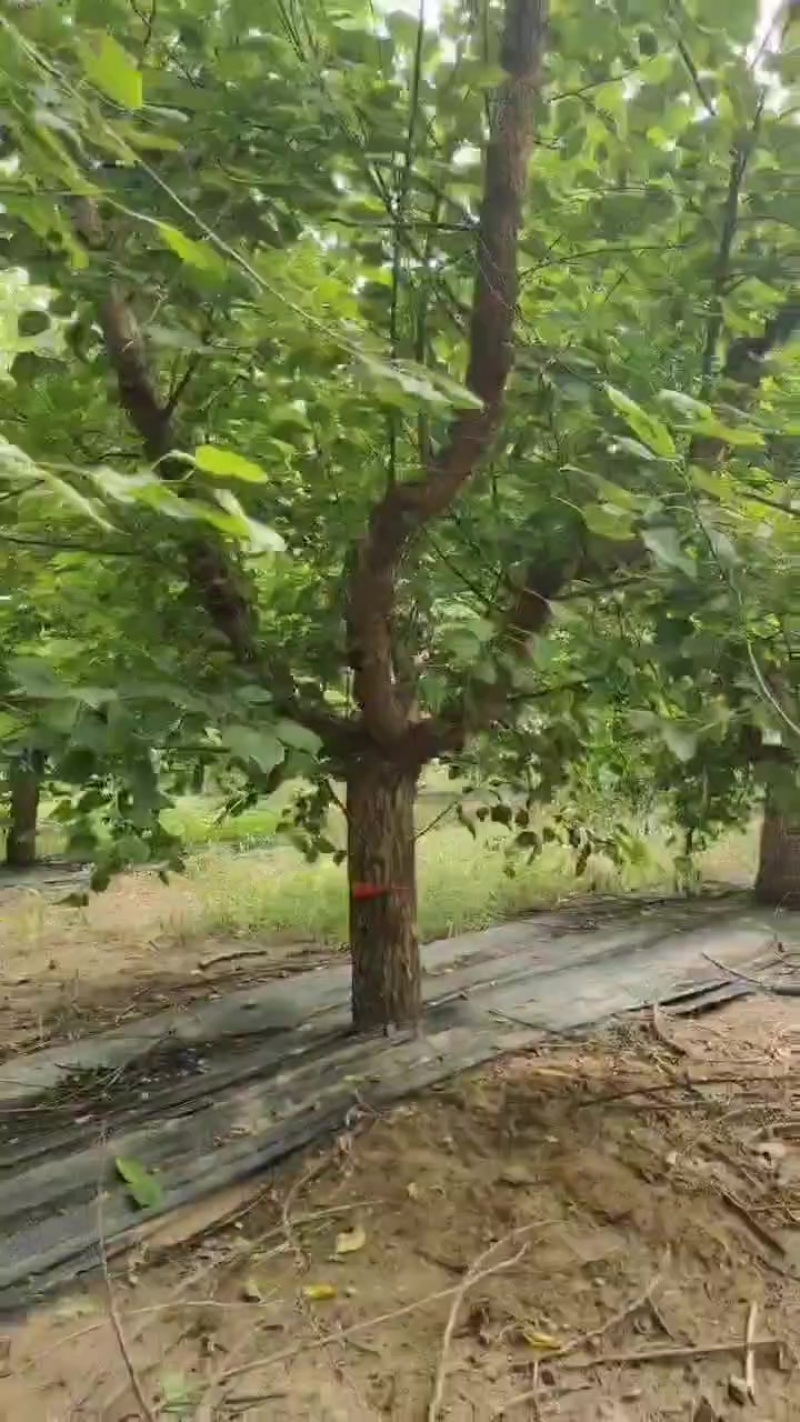 杏树