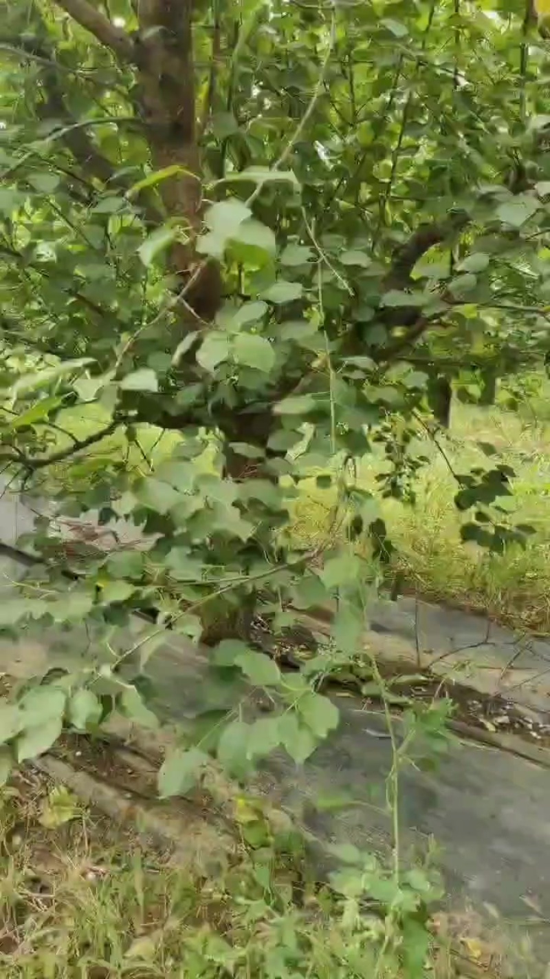杏树