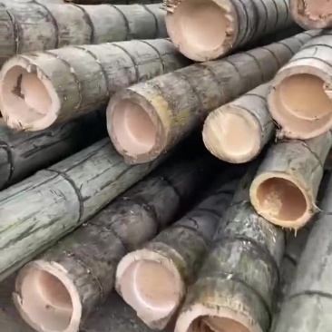 毛竹