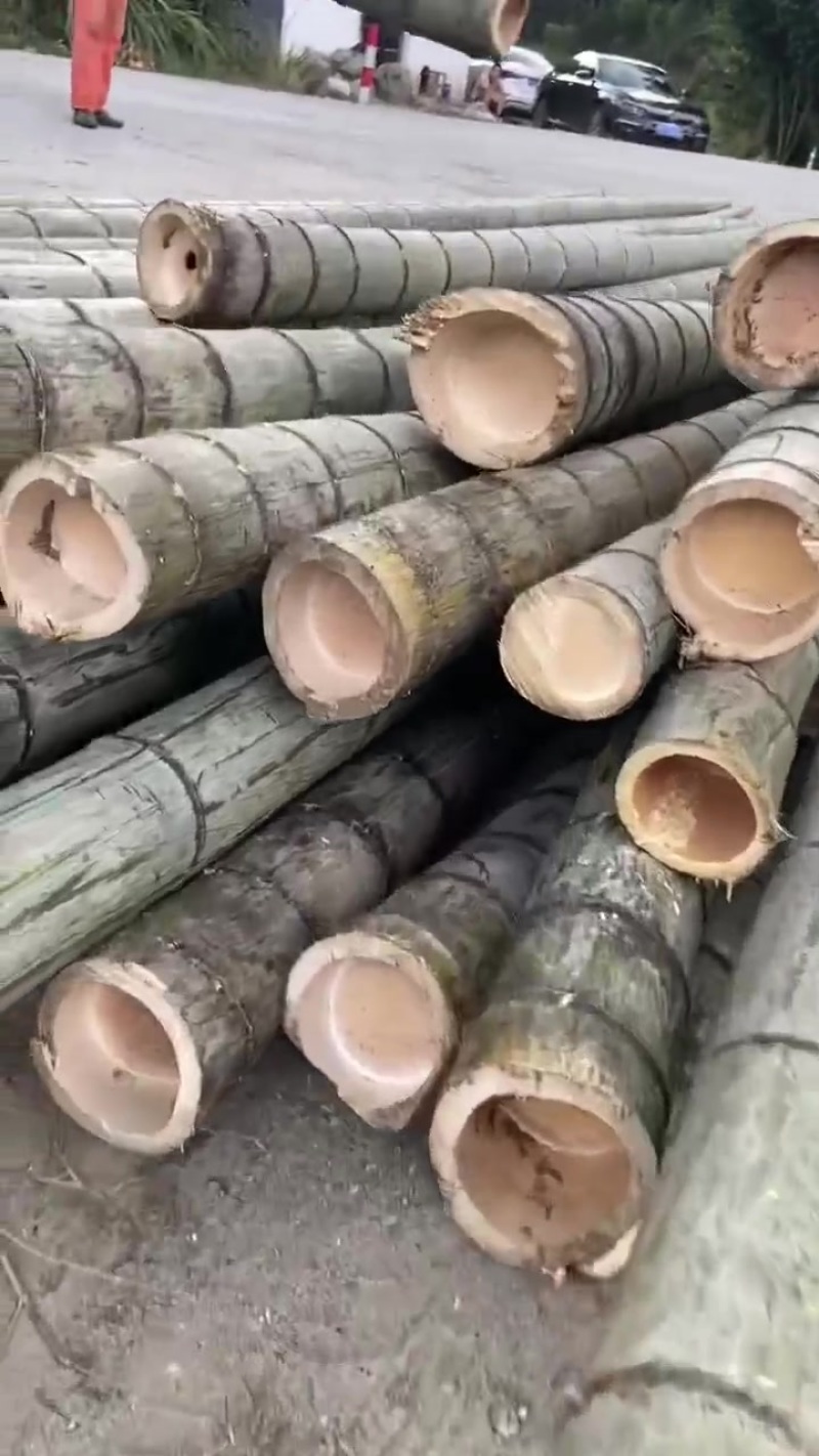 毛竹