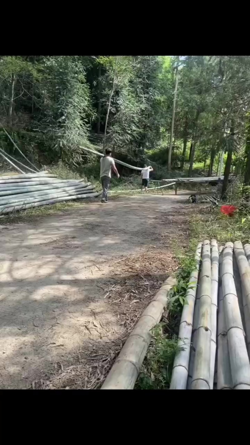 毛竹
