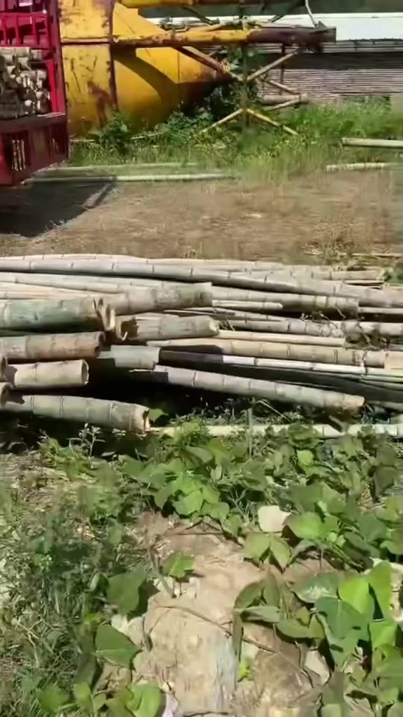 毛竹