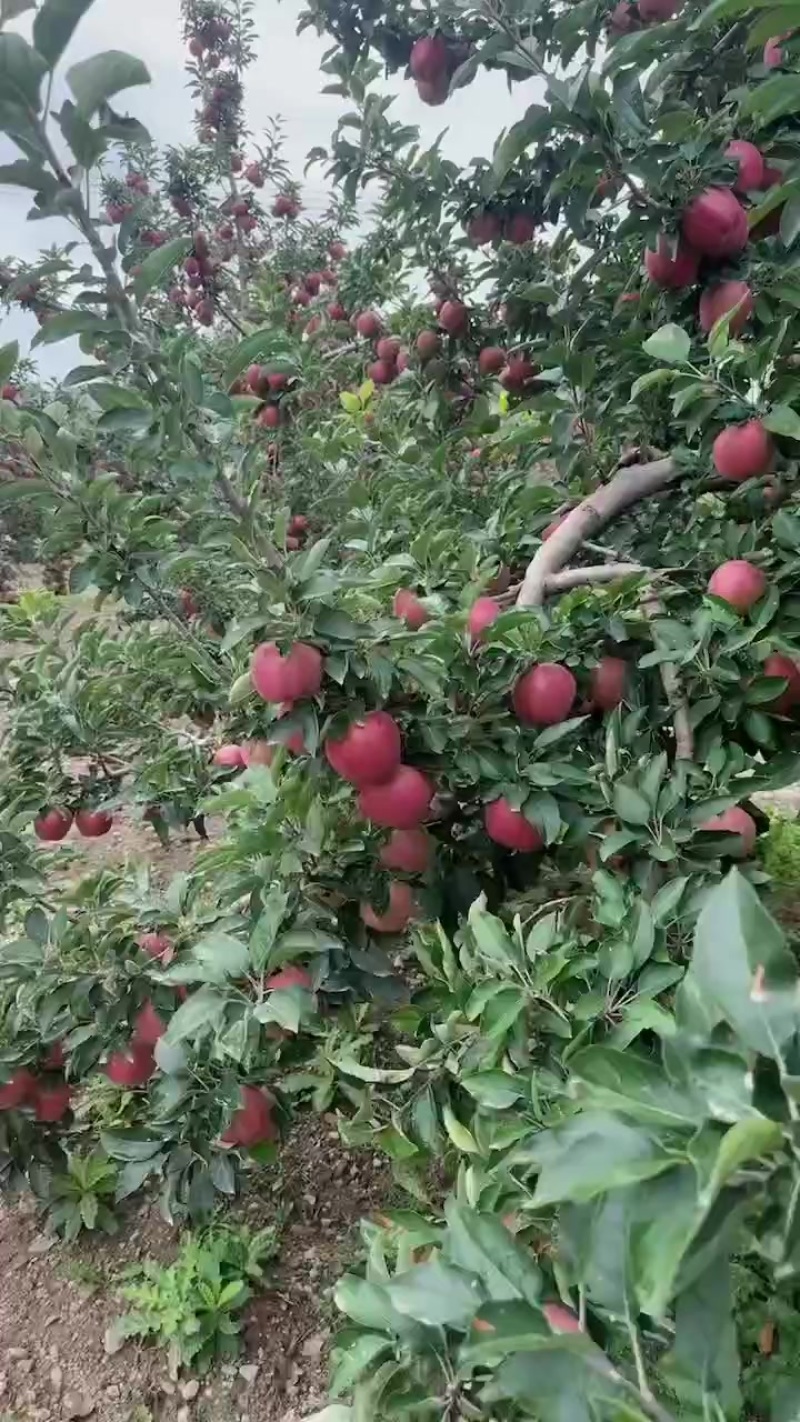 甘肃花牛苹果