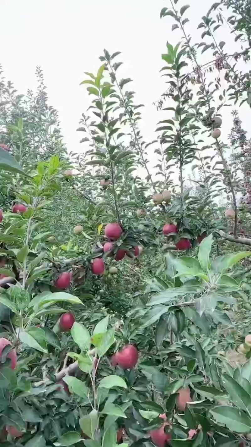 甘肃花牛苹果