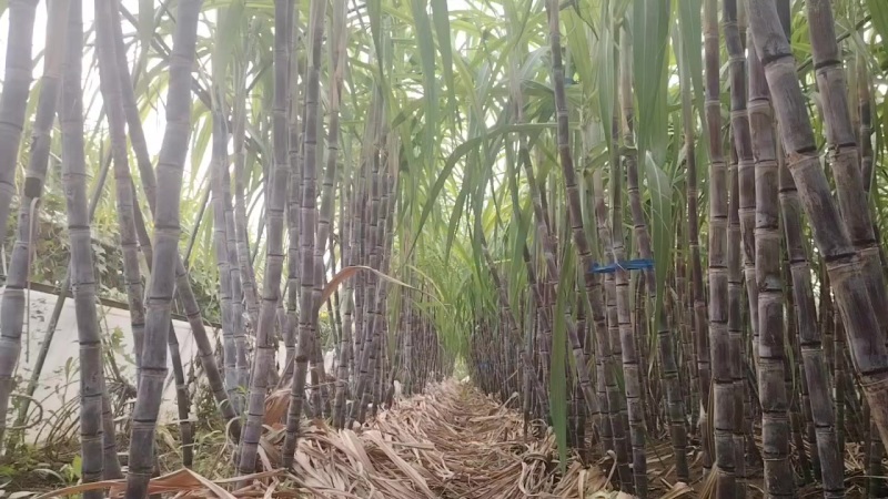 黑皮水果甘蔗，广西桂二，脆甜多汁！