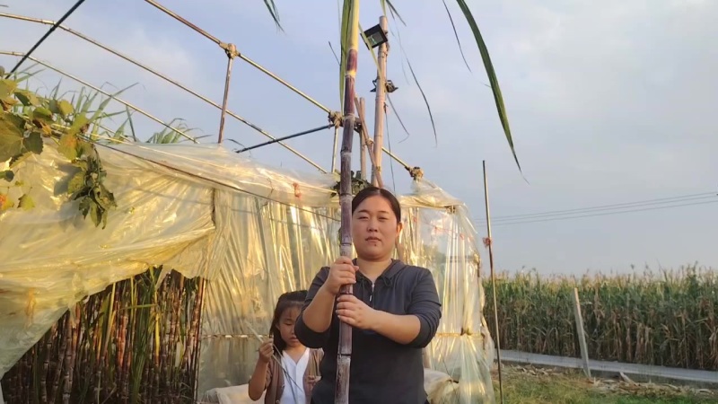 黑皮水果甘蔗，广西桂二，脆甜多汁！