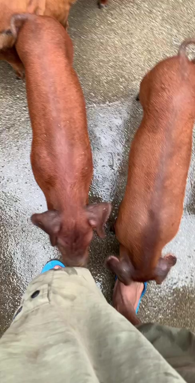 本地土猪