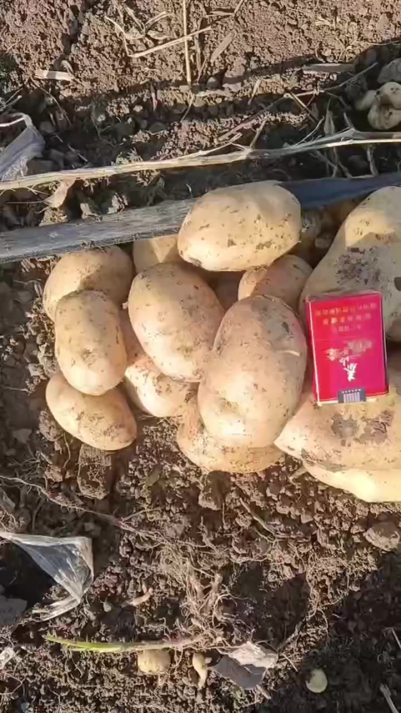 西森六土豆