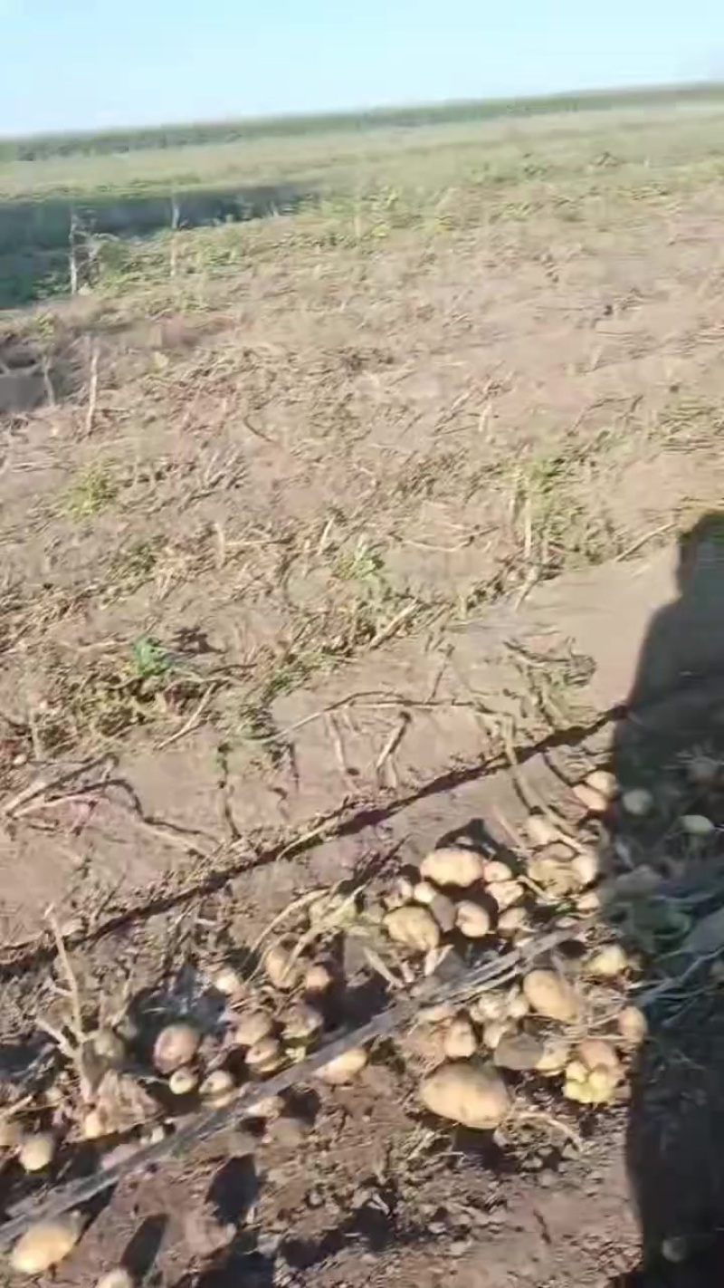 西森六土豆