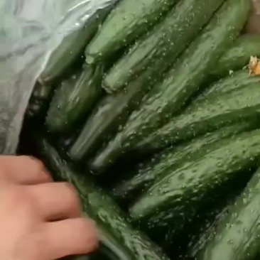 黄瓜