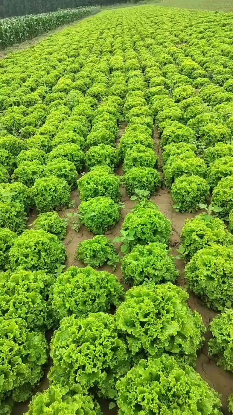 生菜