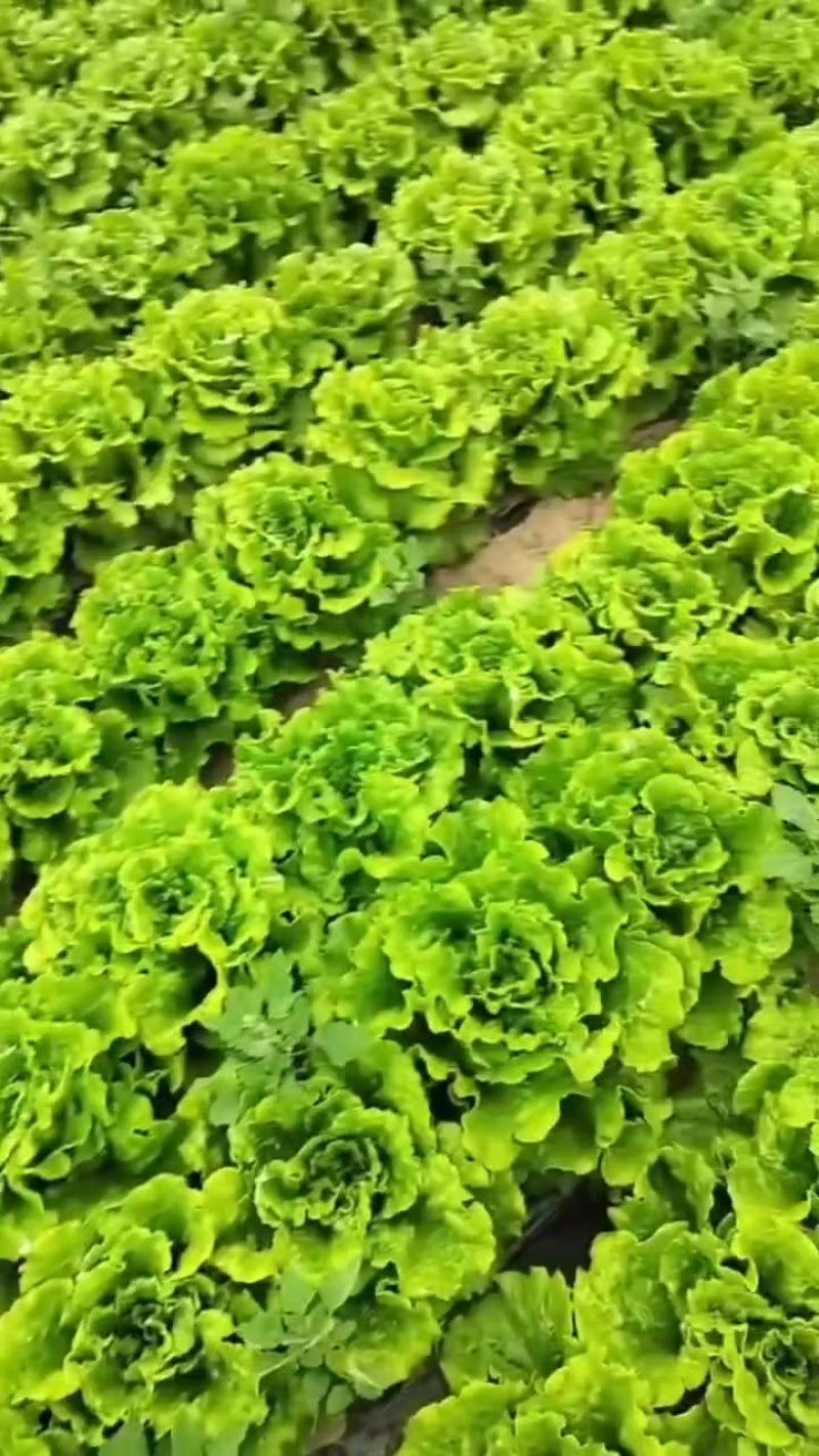 生菜