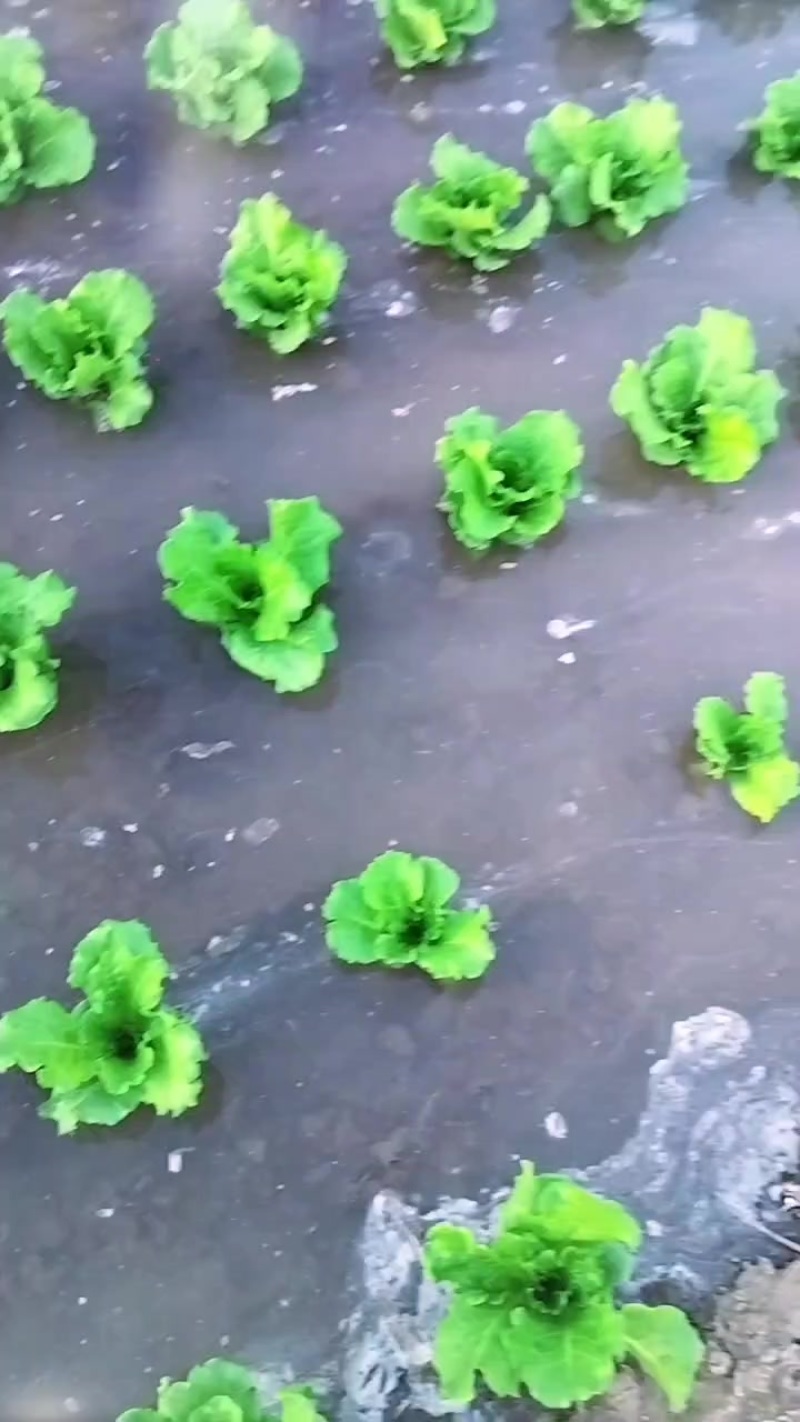 生菜