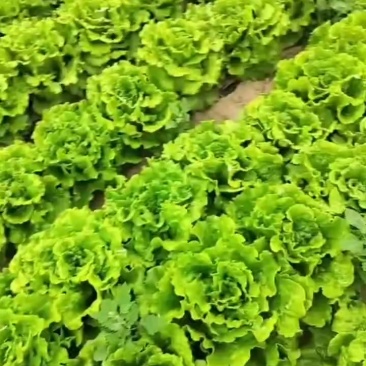 生菜