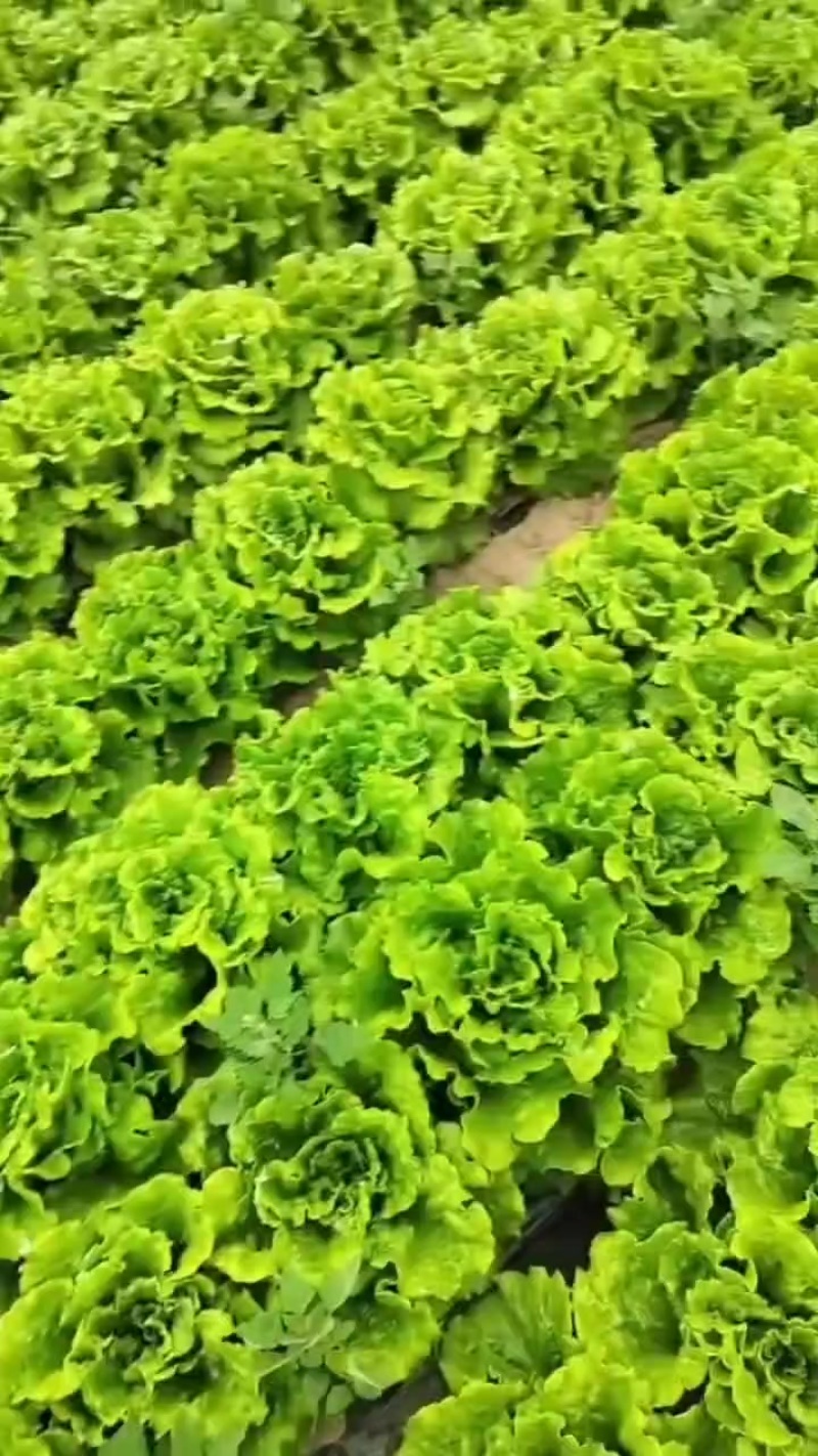生菜