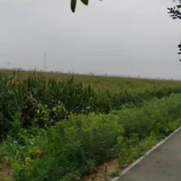 土地流转