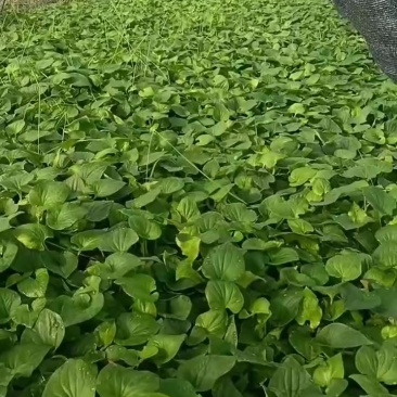 鱼腥草（又名折耳叶）