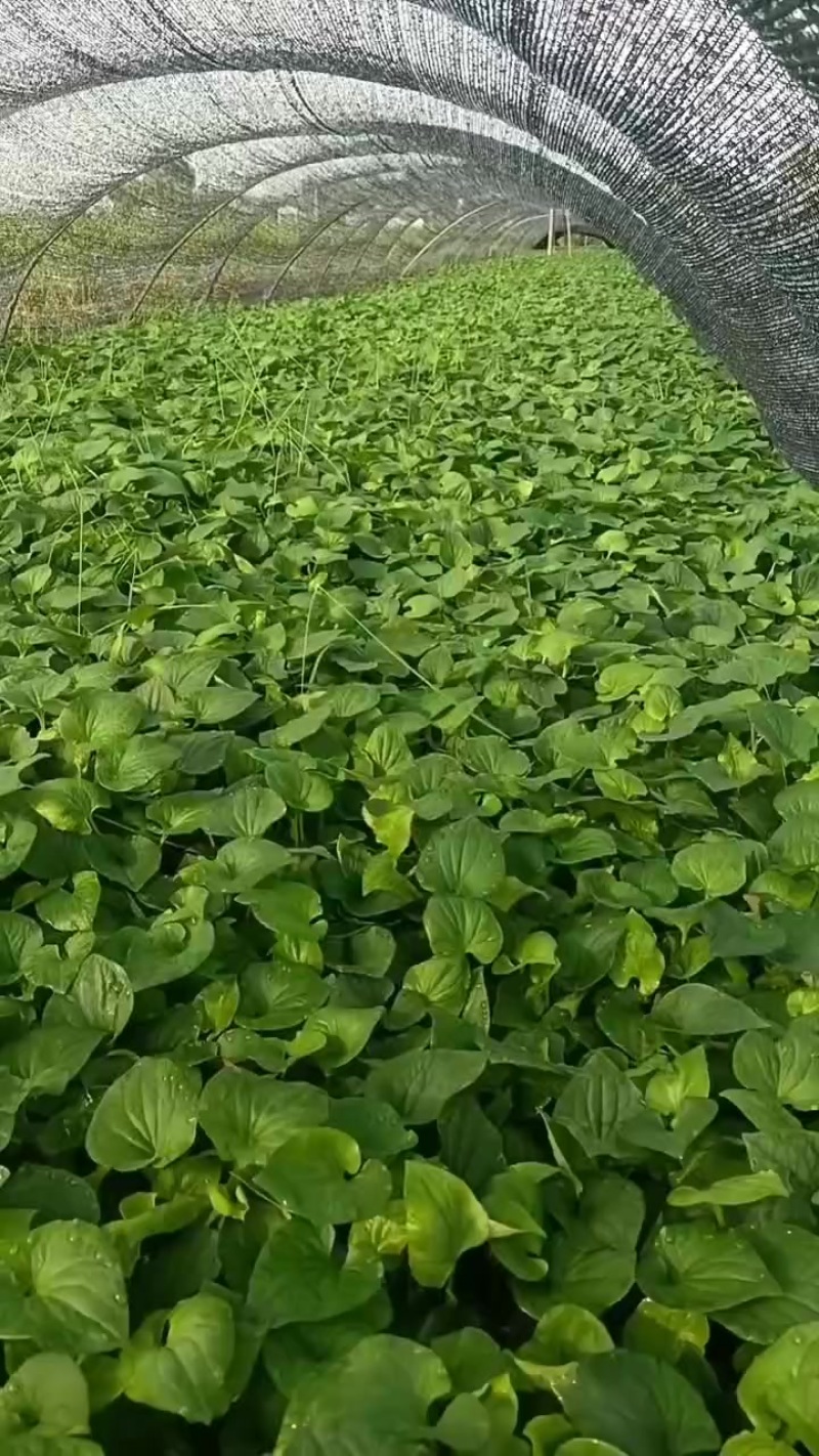 鱼腥草（又名折耳叶）