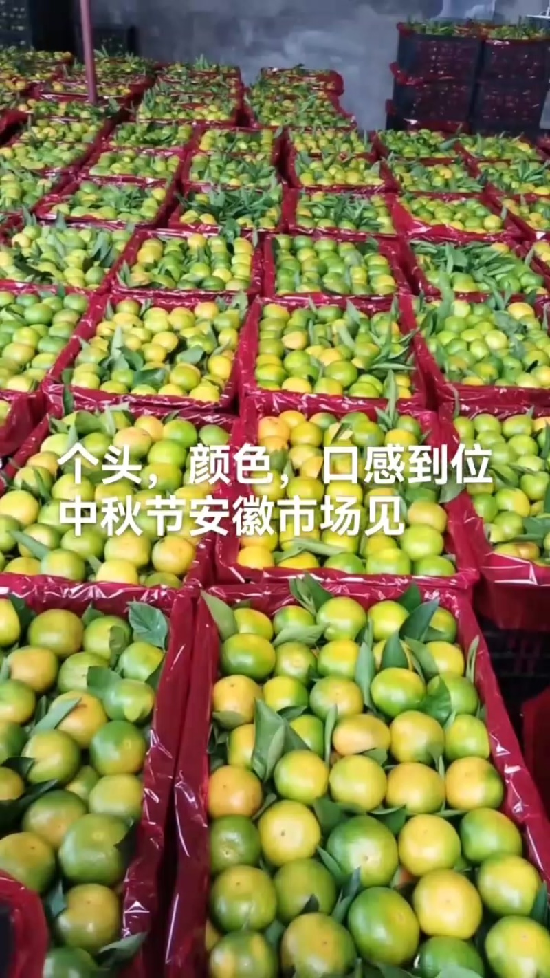陕西城固蜜橘大量上市，需要的老板及时联系