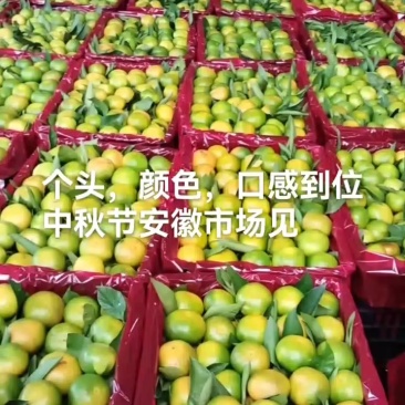 陕西城固蜜橘大量上市，需要的老板及时联系