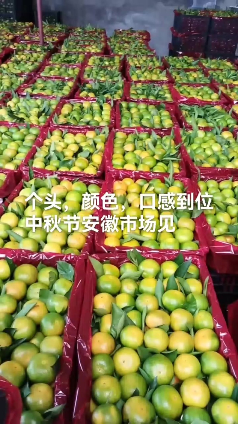 陕西城固蜜橘大量上市，需要的老板及时联系