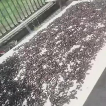 【实力推荐】干品蟋蟀自家养殖品质保证支持视频看货